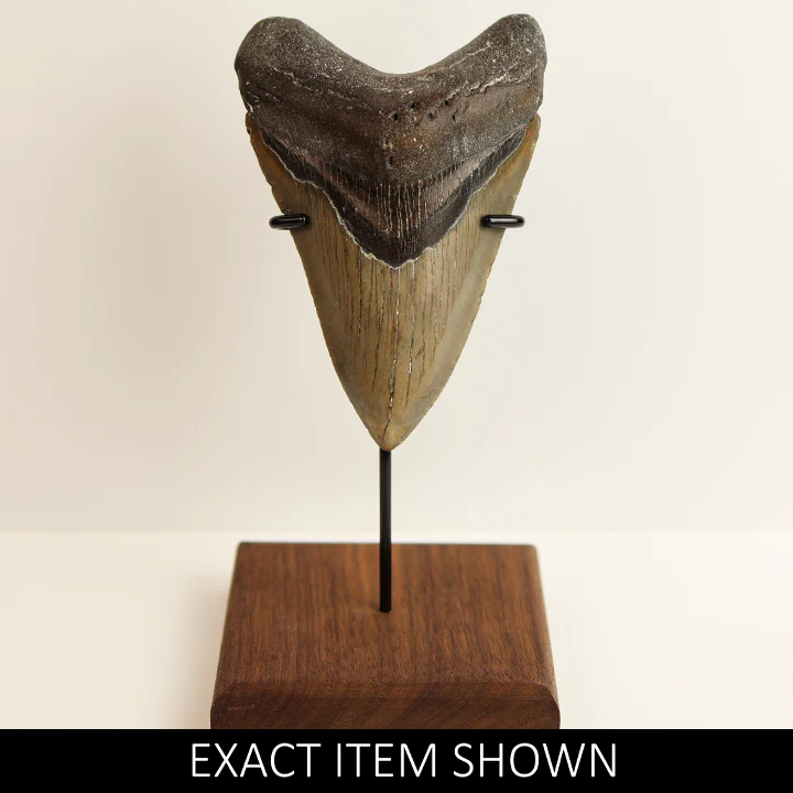 Large Megalodon Tooth - 4.5 inches / 11.43 cm