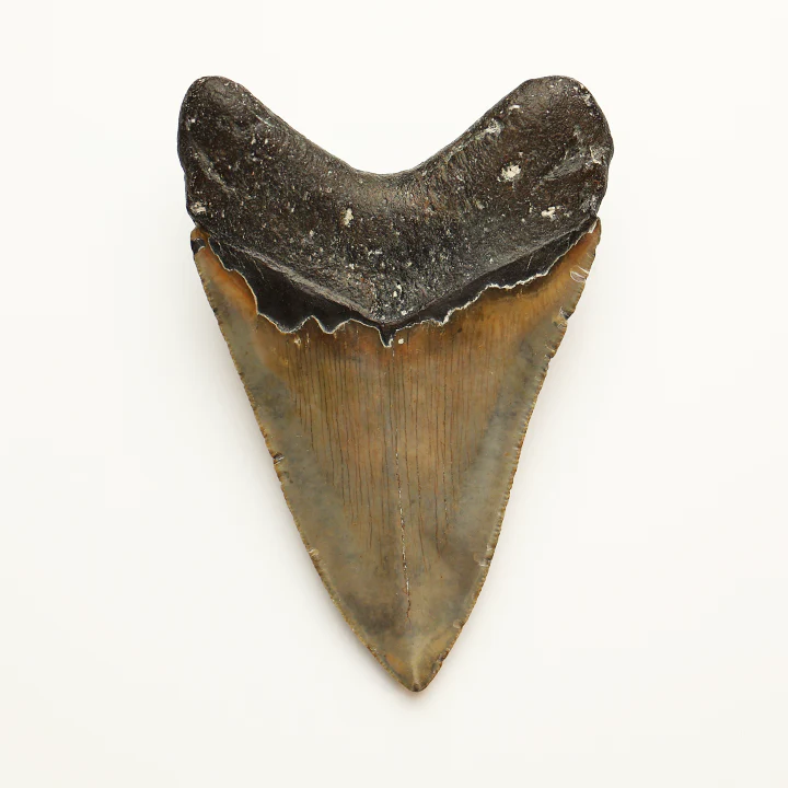 Large Megalodon Tooth - 4.5 inches / 11.43 cm - Image 3