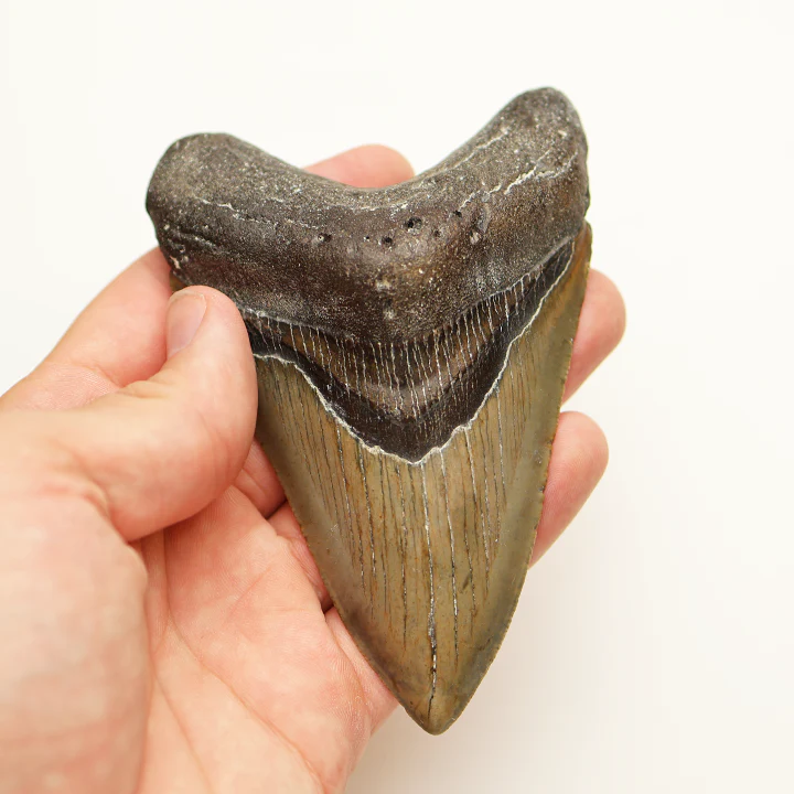Large Megalodon Tooth - 4.5 inches / 11.43 cm - Image 4