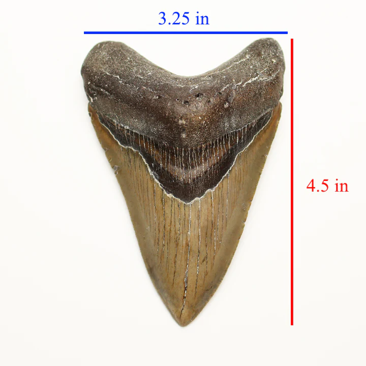 Large Megalodon Tooth - 4.5 inches / 11.43 cm - Image 5