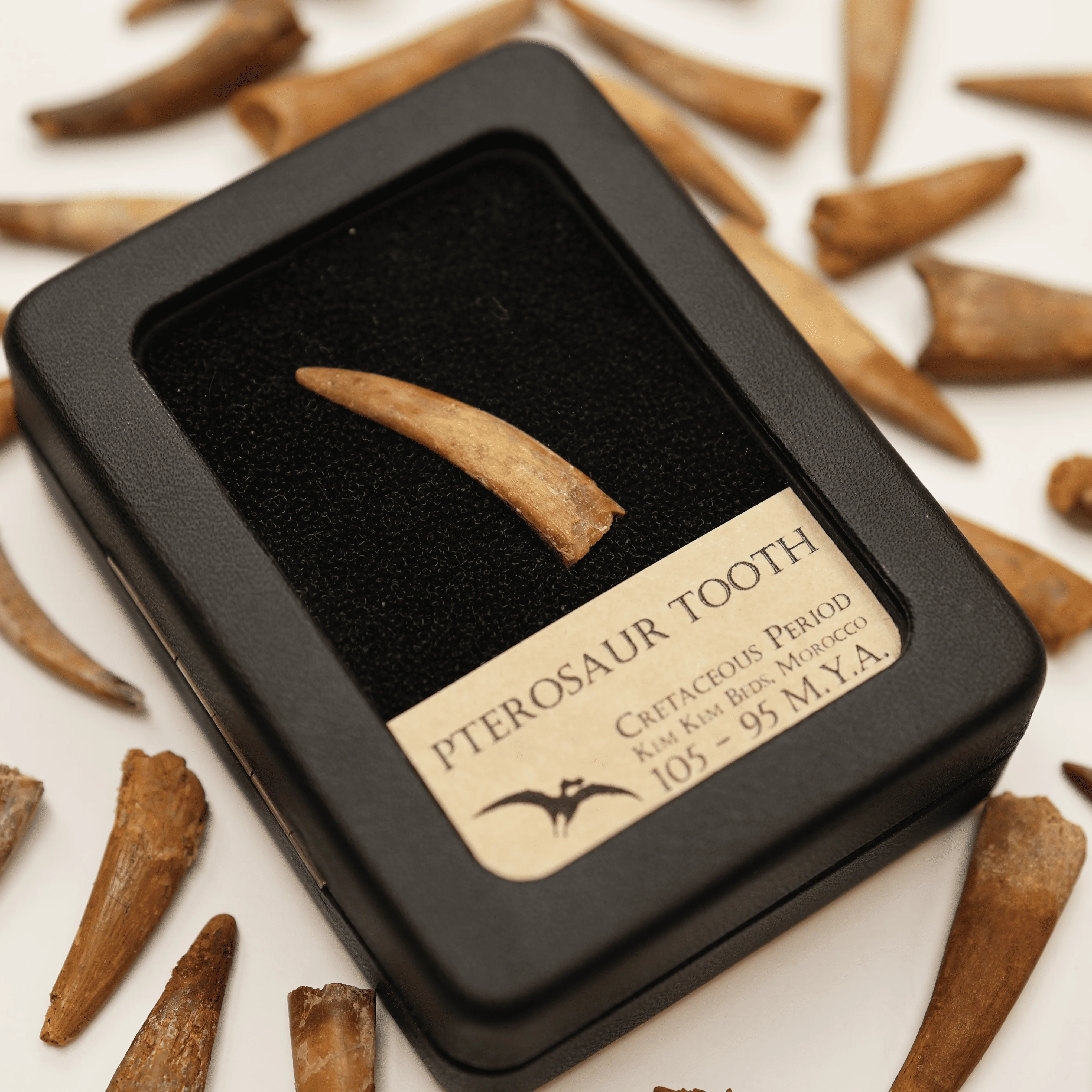 Pterosaur Tooth | Cretaceous Period - Image 4