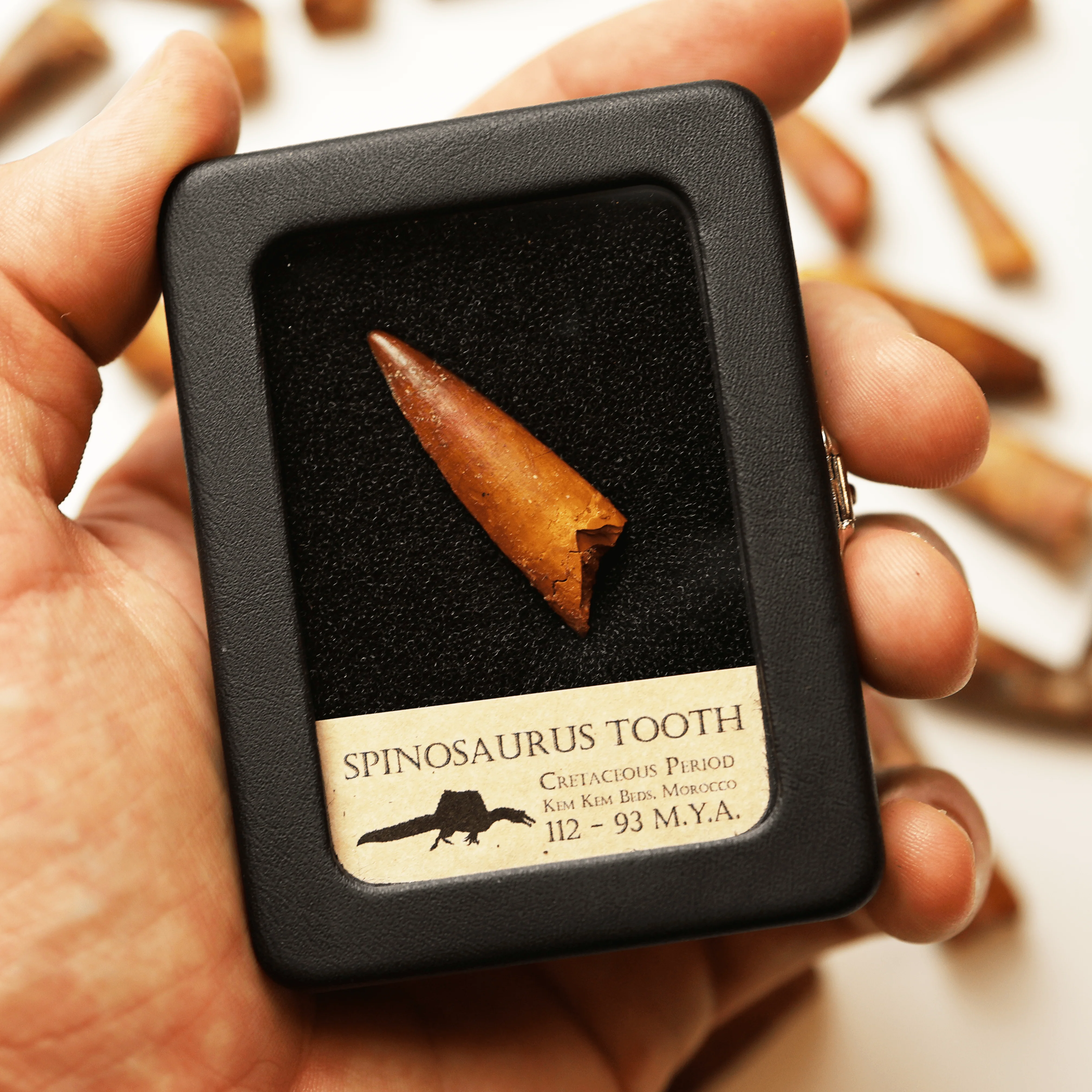 Spinosaurus Tooth (2.0-3.5 cm) | Cretaceous Period - Image 4