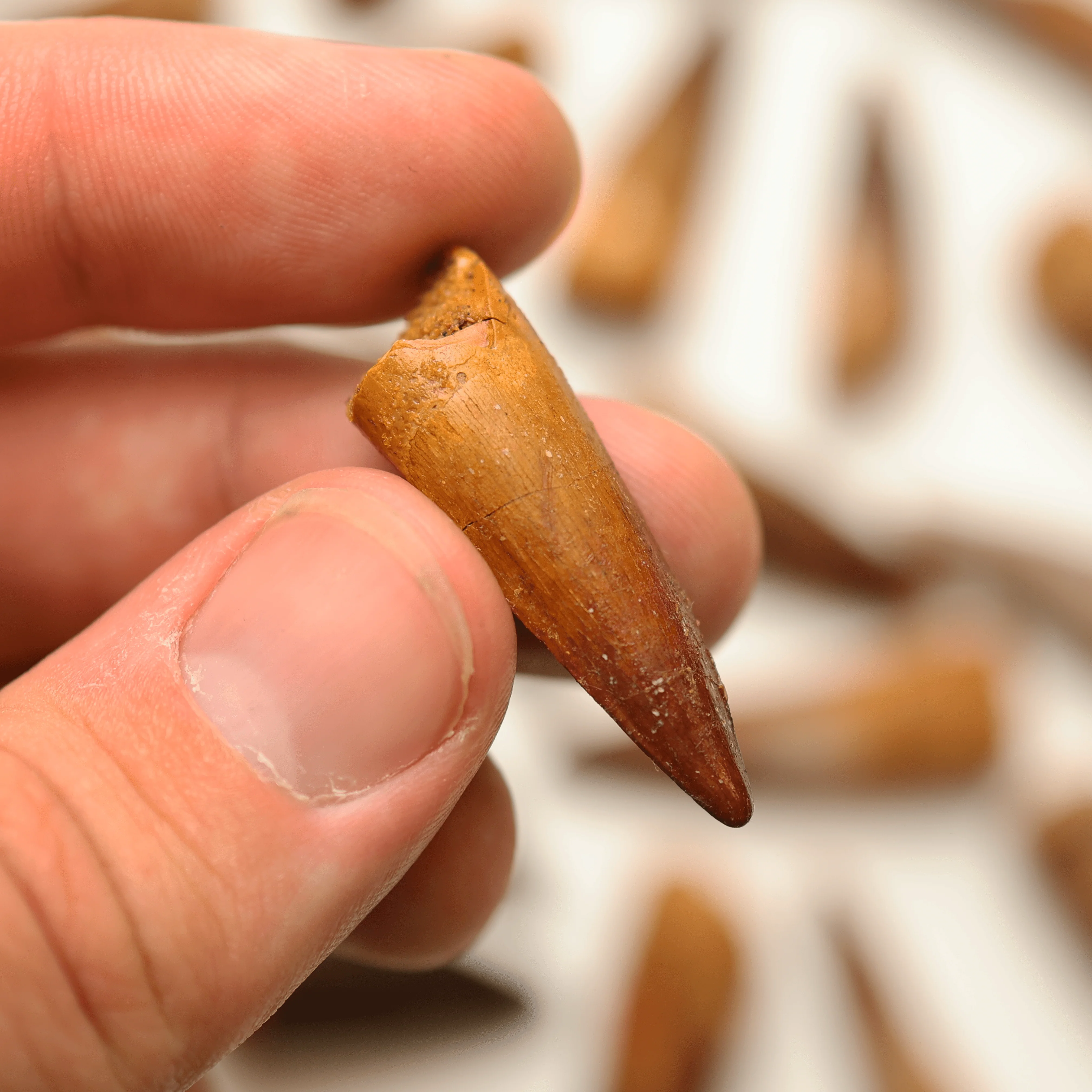 Spinosaurus Tooth (2.0-3.5 cm) | Cretaceous Period - Image 6